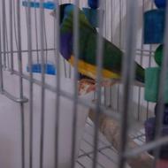 فنچ گلدین نر