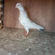 کبوتر پرشی نر