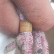 کفترسار پلاک عراق فروش یا معاوضه