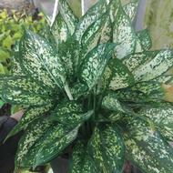 آگلونما برفی و پتوس