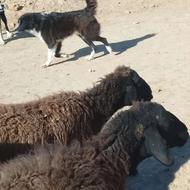 سگ قدر جونه واگذار