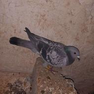 کبوتر مسافتی ماده معاوضه