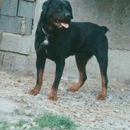 واگذا ری سگ روتوایلر نگهبان