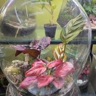 مرکز پخش ترازیوم