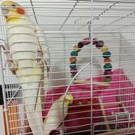 فروش دو عدد. طوطی عروس نر و ماده