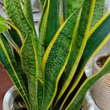 گلهای آپارتمانی