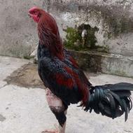 خروس لاری میکس افغان هندی