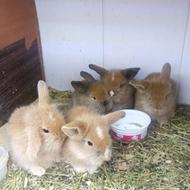 خرگوش لوپ 35 روزه.اندازه کف دست