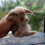 خرگوش لوپ اصیل کوچیک