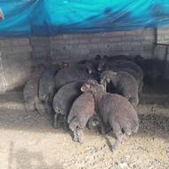 بره نر ماده 22 رس