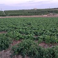 لوبیا چیتی درج یک