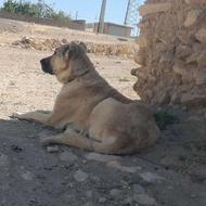 واگذاری سگ سراب ادم گیره یه کمی