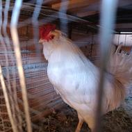 مرغ و خروس گلین