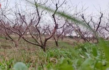 فروش یک قطعه زمین