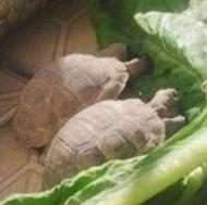 فروش فوری فوری لاکپشت کوچیک 6 سانتی فقط تا شب