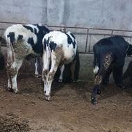 گوساله نر دورگ 5 راس