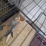 دو پرنده نر و ماده هر دو با هم1500