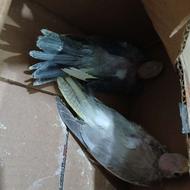 جوجه طوطی عروس