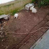 فروش یا معاوضه تعدادی دم چتری