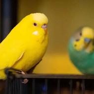 فروش‌مرغ‌عشق‌‌جفتی‌400‌