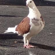 کبوترنر دوکت پشتارقرمز ماده دوکت کلاه دار خوشرنگ