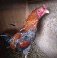 خروس لاری 15 ماهه