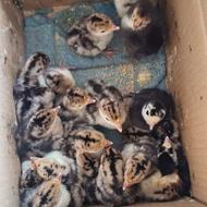 جوجه بوقلمون و غاز و اردک خارجی