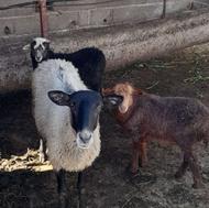 رومانوف اصل به همراه دو بره