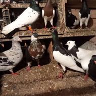 کبوتر رنگی خراسان ..