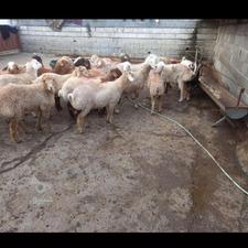 فروش گوسفند زنده