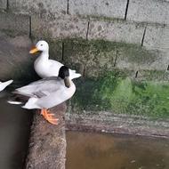 اردک‌‌ کال‌ سفید‌ ماده