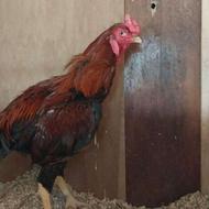 خروس لاری اصیل جوجه کش خیلی فوری زیر قیمت