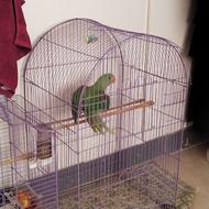 شاه طوطی دوماهه سرلاکی فول رام