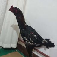 خروس لاری سالم