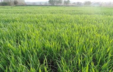 فروش زمین کشاورزی سند ثبتی