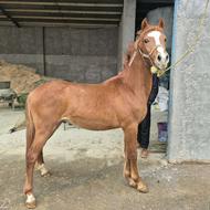 ‌‌‌‌‌اسب،کره شورش ،کردعرب نریون 2 ساله.