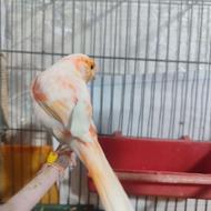 قناری نر موزاییکی