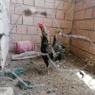 خروس لاری اصیل