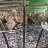 کبک یک ماهه.