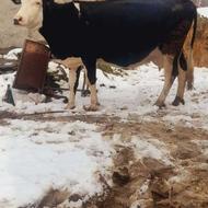 گاو سیمنتال شیری 18 روز مانده به زایمان شکم دوم