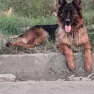 ماده سرحال چهارونیم ساله