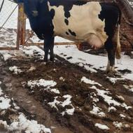 گاو مونت بیلیارد شیری 35 روز مانده به زایمان