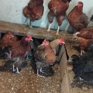 فروش مرغ تخم گذار و لاری