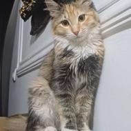 بچه گربه و گربه بالغ