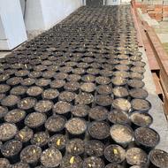 فروش عمده گل سنبل