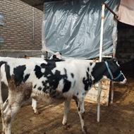 دو راس گوساله ماده هلشتاین صنعتی شیری.تلیسه