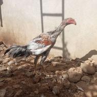 لاری طوس پنچ ماهه نیم خام