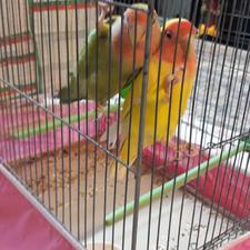 طوطی برزیلی مولد