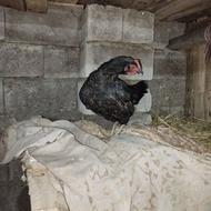 مرغ محلی کرچ شو