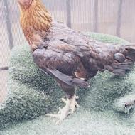 لاری قلم سبز جفت خار اصیل